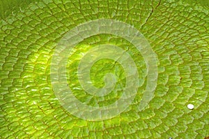 Close up leaf of a Victoria Amazonica or Victoria Regia, the lar