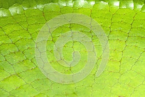 Close up leaf of a Victoria Amazonica or Victoria Regia