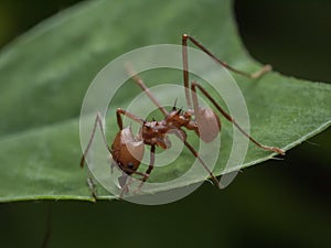 Close-up of a leafcutter ant cutting a green leaf