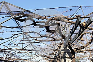 Close up of leafless grapevine branches on a support pole.