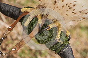 Close up of leashed feet/talons of a red tailed hawk