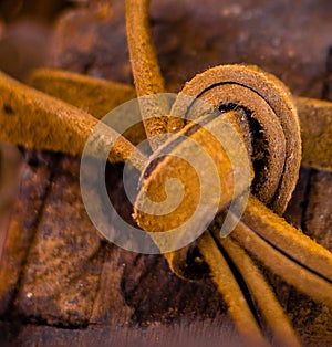 Close up of leather reins tied in a knot. Rich golden brown tones