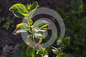 Close-up leave of hortensia infected by cercospora in garden