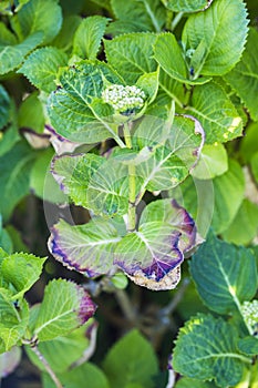 Close-up leave of hortensia infected by cercospora in garden