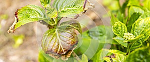 Close-up leave of hortensia infected by cercospora in garden