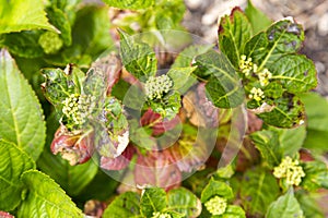 Close-up leave of hortensia infected by cercospora in garden