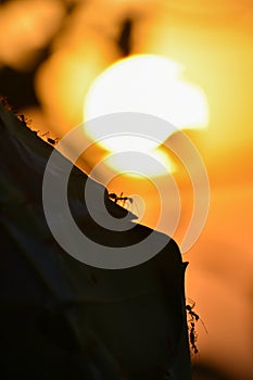 Close up of leave nest house of Weaver ant or green ants during sunset.
