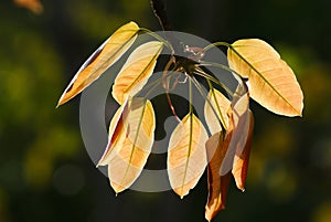 Close up of leaves