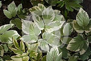 Close up of leaves of Aegopodium podagraria selective focus