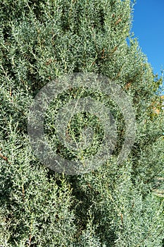 Close-up of leaves Arizona cypress (Cupressus arizonica) \'Blue Ice\' in city park Krasnodar.