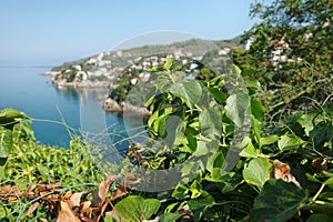 Close Up Leaves On The Blurred Coast Of Ulcinj, Montenegro