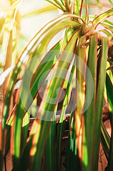 Close-up of leaves with bright green stripes of the plant Dracaena fragrans. Leaves of a plant in the sunshine. Template for