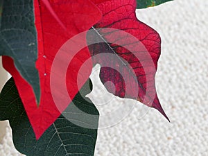 Close up of leaves of a bright red poinsettia plant