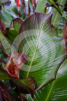 close up of leaves of canna plant (Canna discolor)