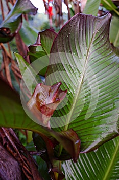 close up of leaves of canna plant (Canna discolor)