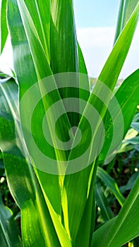 Close-up of the leaves of the corn plant in the garden