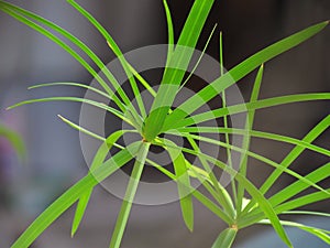 Close up leaves of Cyperus papyrus or umbrella sedges, water plants Used to decorate the place. vintage tone