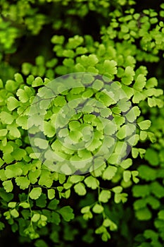 Close up leaves deatils of Black stem Maidenhair fern Adiantum