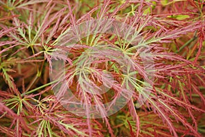 Close-up of the leaves of the dwarf maple Acer japonicum with a