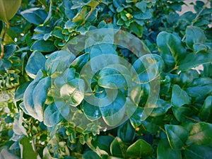 Close-up of leaves on a ficus glowing in the sun