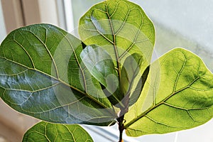 Close up of leaves ficus lyrate or fiddle leaf in the pot at home. Indoor gardening.