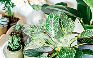 Close up of leaves of filodendron new wave in the pot. Big green leaves with white stripes. Indoor garden, home jungle