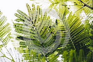 Close-up of Leaves of The Flame tree Delonix regia Hook. Raf.. Green leaf background concept. Natural environment wallpaper