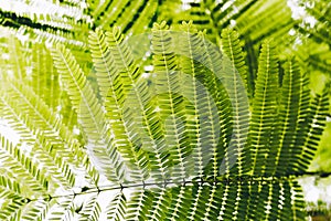 Close-up of Leaves of The Flame tree Delonix regia Hook. Raf.. Green leaf background concept. Natural environment wallpaper