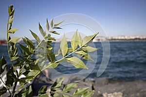 Close-up of the leaves of Fraxinus Profunda (Pumpkin ash). Sea and cliffs in the background