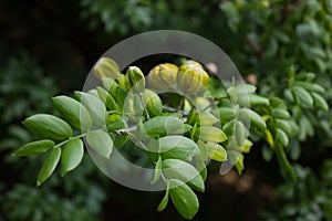 Lignum vitae leaves in South Florida