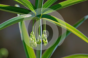 Polygonatum sibiricum