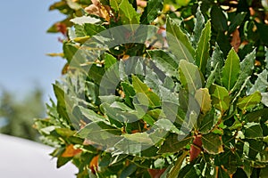 Close up of leaves of a Laurel tree Laurus nobilis, an evergreen tree photo