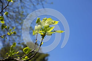 Close up of the leaves of Liriodendron tulipifera known as the tulip tree, American tulip tree, tulipwood, tuliptree