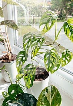 Close up of leaves monstera monkey mask or adansonii in the pot at home. Indoor gardening. Hobby. Green houseplants