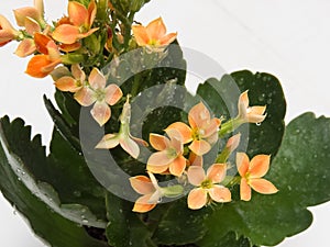 Close-up leaves and orange flowers, Kalanchoe blossfeldiana, with drops of water.