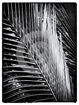 Close up of leaves of palm tree in black and white