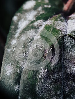 Close up of the leaves that parasitize with mold photo