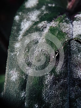 Close up of the leaves that parasitize with mold photo