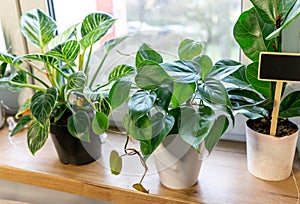 Close up of leaves philodendron Hobby. Green houseplants. Modern room decor, interior. Lifestyle, Still life with plants