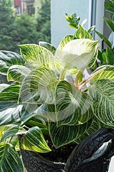 Close up of leaves philodendron white measures or birkin or new wave in the pot at home.