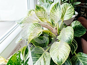 Close up of leaves philodendron white measures or birkin or new wave in the pot at home. Indoor gardening.
