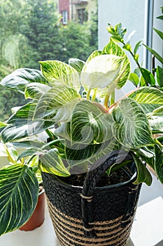 Close up of leaves philodendron white measures or birkin or new wave in the pot at home. Indoor gardening.