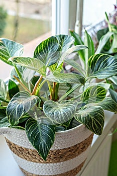 Close up of leaves philodendron white measures or birkin or new wave in the pot at home. Indoor gardening. Hobby.