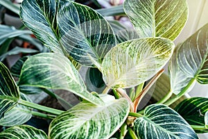 Close up of leaves philodendron white measures or birkin or new wave in the pot at home. Indoor gardening. Hobby.