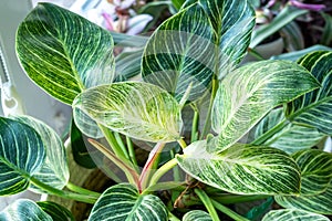 Close up of leaves philodendron white measures or birkin or new wave in the pot at home. Indoor gardening. Hobby.