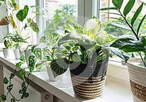 Close up of leaves philodendron white measures or birkin or new wave in the pot at home. Indoor gardening. Hobby