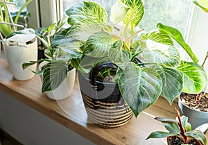 Close up of leaves philodendron white measures or birkin or new wave in the pot at home. Indoor gardening. Hobby.