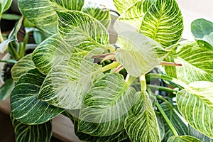 Close up of leaves philodendron white measures or birkin or new wave in the pot at home. Indoor gardening. Hobby.