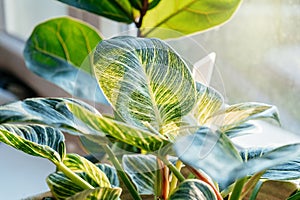 Close up of leaves philodendron white measures or birkin or new wave in the pot at home. Indoor gardening. Hobby.