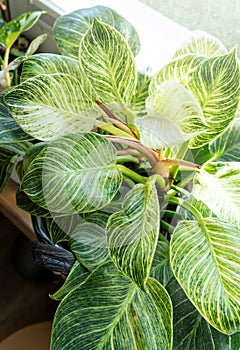 Close up of leaves philodendron white measures or birkin or new wave in the pot at home. Indoor gardening. Hobby.